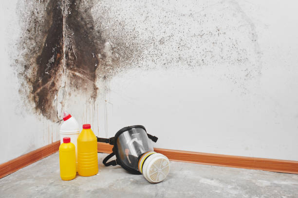 Best Local Mold Removal Service  in Hueytown, AL