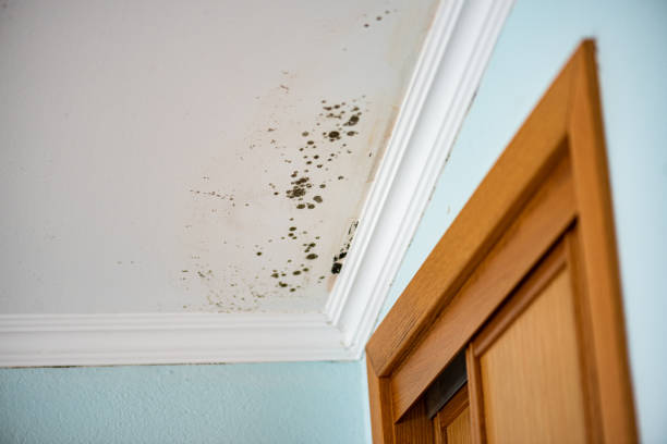 Best Commercial Mold Removal  in Hueytown, AL