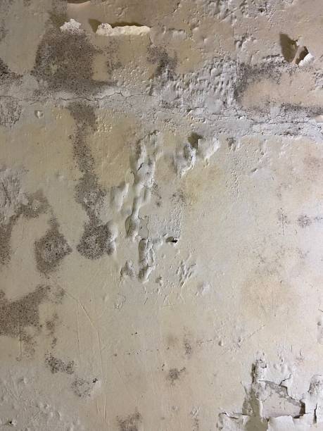 Best Crawl Space Mold Removal  in Hueytown, AL