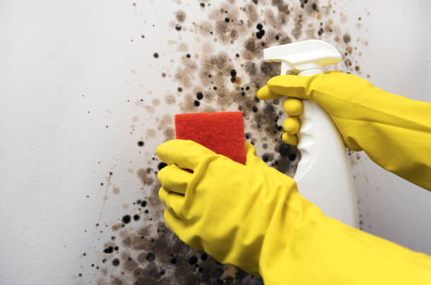 Best Crawl Space Mold Removal  in Hueytown, AL