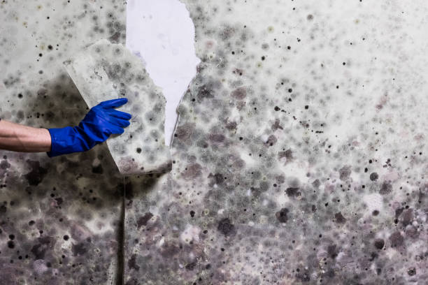Best Office Mold Removal Services  in Hueytown, AL